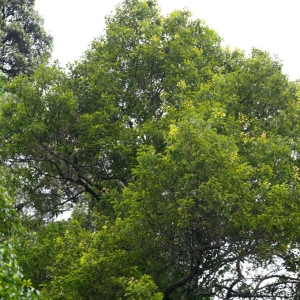 云南无量山发现植物新种华樟